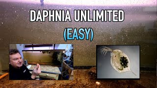 How I Raise Daphnia Water Fleas And You Can Too [upl. by Mir]