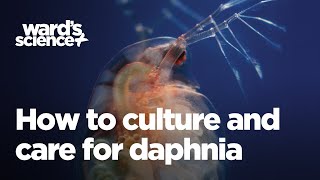 Caring and Culturing for Daphnia [upl. by Pinebrook240]