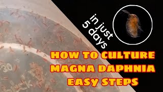 How to Culture Magna Daphnia Easily [upl. by Milak]