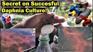 How to Culture Daphnia Successfully [upl. by Harland821]