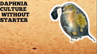 HOW TO CULTURE DAPHNIA NATURALLY WITHOUT A STARTER [upl. by Lutim]