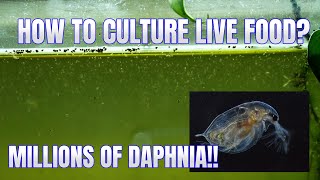 How to Culture Daphnia Secret Method to Breed MILLIONS  Simply Aquatic [upl. by Antrim]