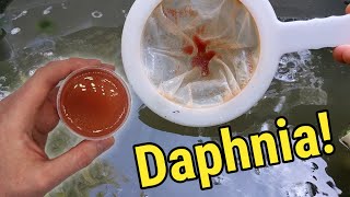 How I Culture Daphnia In Outdoor Tubs [upl. by Martella]