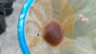 How to culture daphnia moina in a small container Part 1 English Subtitle [upl. by Drofkcor]