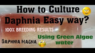 Daphnia MagnaHow to Culture Daphnia Easy wayCulturing Daphnia using Green water Daphnia [upl. by Nabi]