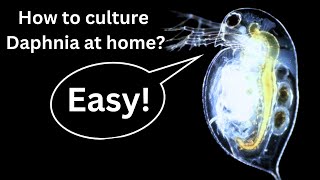 BEST Live Fish Food Beginner guide How to Culture Daphnia at home [upl. by Esinehs]