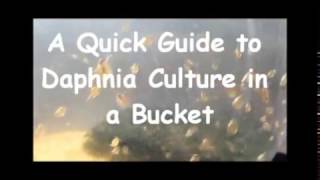 How to culture daphnia outside [upl. by Ahtreb]