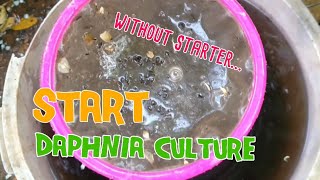 How to culture daphnia moina the easy way 1  Starting the Daphnia culture [upl. by Reiche]