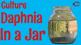 How to Culture Daphnia in a Jar [upl. by Myk]