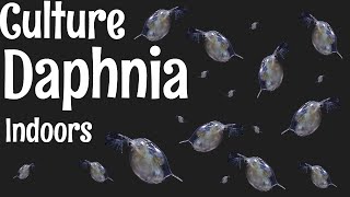 How to Culture Daphnia [upl. by Alilak651]