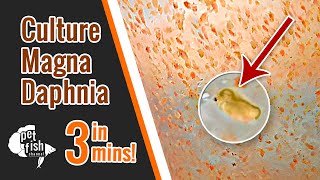 How to culture DAPHNIA MAGNA  The easy way [upl. by Senilec171]