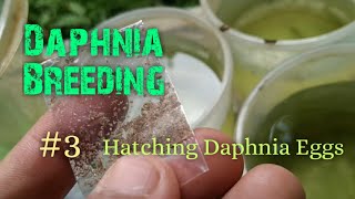 Daphnia Culture made simple and easy 3  Hatching Daphnia eggs [upl. by Quinn]