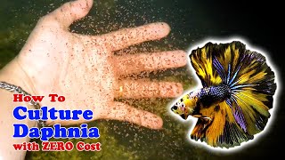 How to Culture Daphnia with ZERO Cost  Unlimited Live Food For Our Fish [upl. by Clementas]