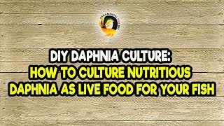 DIY Daphnia Culture How to Culture Nutritious Daphnia as Live Food for Your Fish [upl. by Llerdnad385]