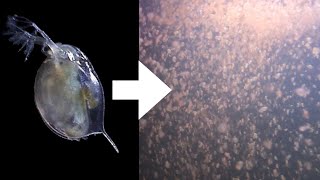 How I Culture Daphnia [upl. by Dorena]