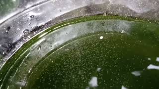 DAPHNIA MOINA CULTURE IN A SMALL BUCKET [upl. by Noslrac]