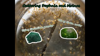 How To Culture Daphnia and Moinas using Green Water Spirulina powder [upl. by Kathi]