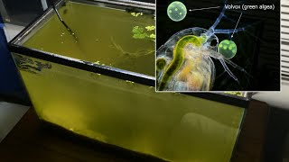 Raising Daphnia for the Freshwater Aquarium [upl. by Conlon]