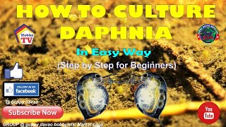 HOW TO CULTURE DAPHNIA In Easy Way [upl. by Eimareg]